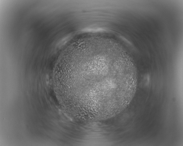 X0000082200966200701270114