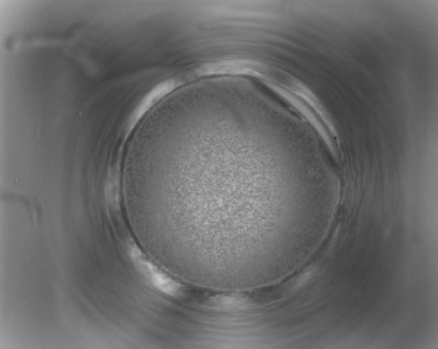 X0000082200994200701270113