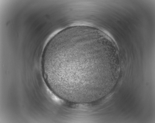 X0000082200995200701270113