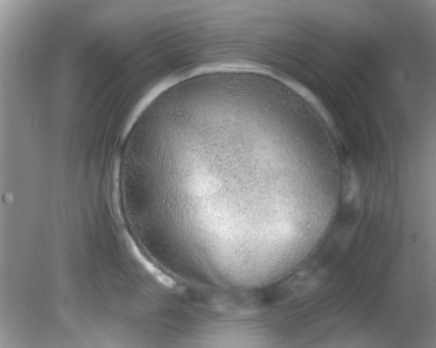 X0000082201006200701270113