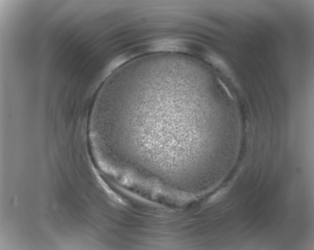 X0000082201033200701270113