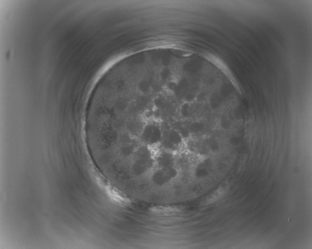 X0000082201051200701270113