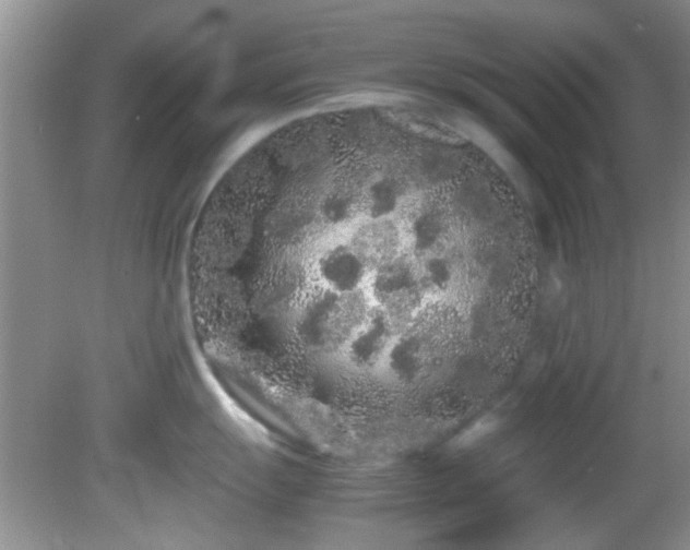 X0000082201055200701270113