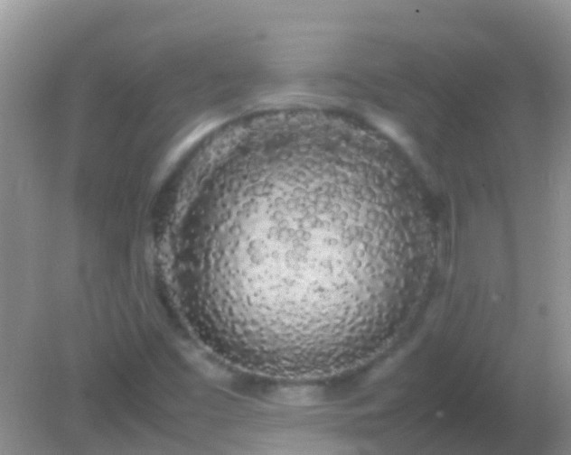 X0000082201453200701270106