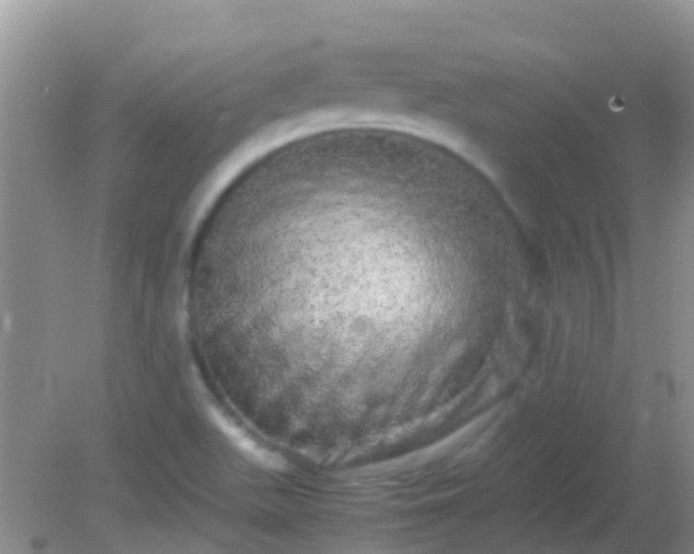 X0000082201511200701270105