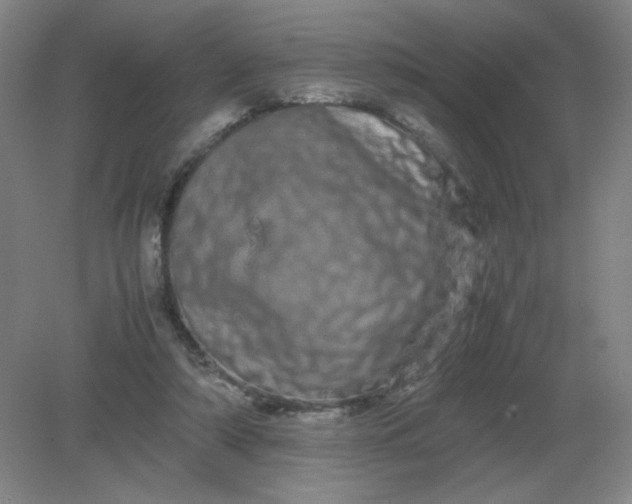 X0000082200306200702021851