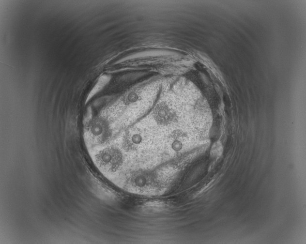 X0000082200441200702100005