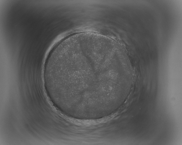 X0000082200006200702170030