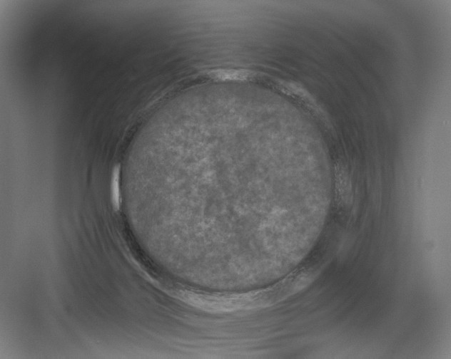 X0000082200028200702170030