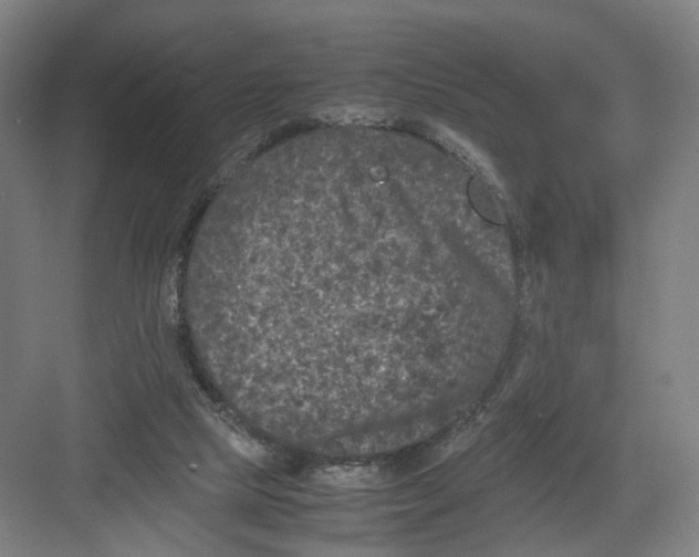 X0000082200065200702170029