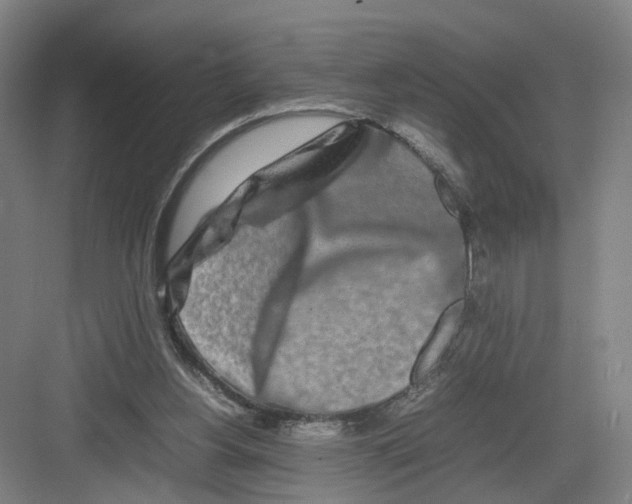 X0000082200156200702170027