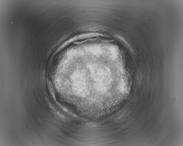 X0000082200394200702170024