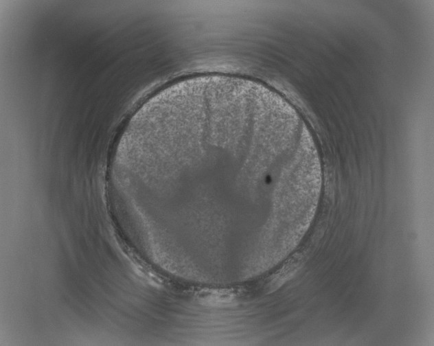 X0000082200434200702170022