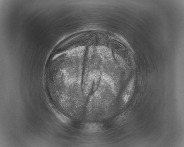 X0000082200439200702170022