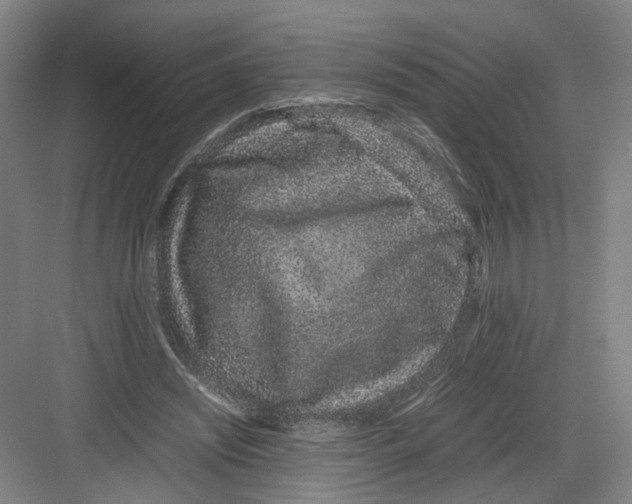 X0000082200444200702170022