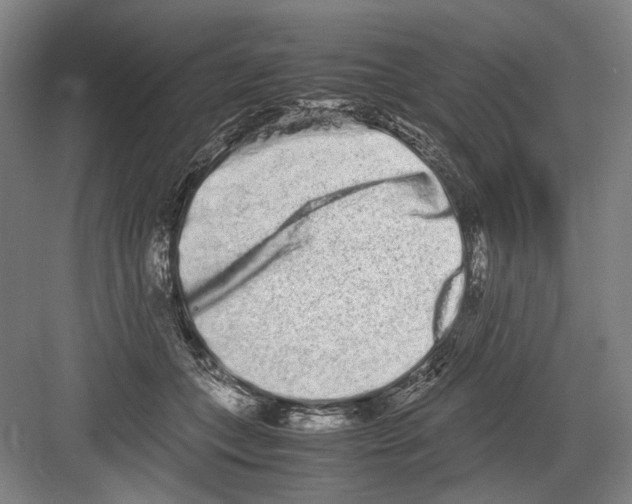 X0000082200559200702170021