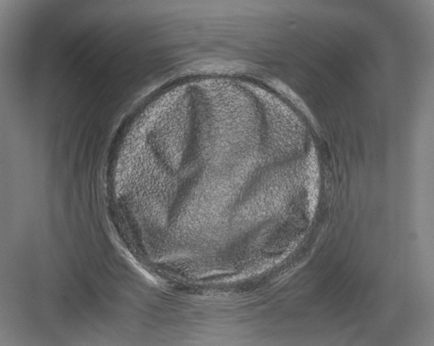 X0000082200581200702170020