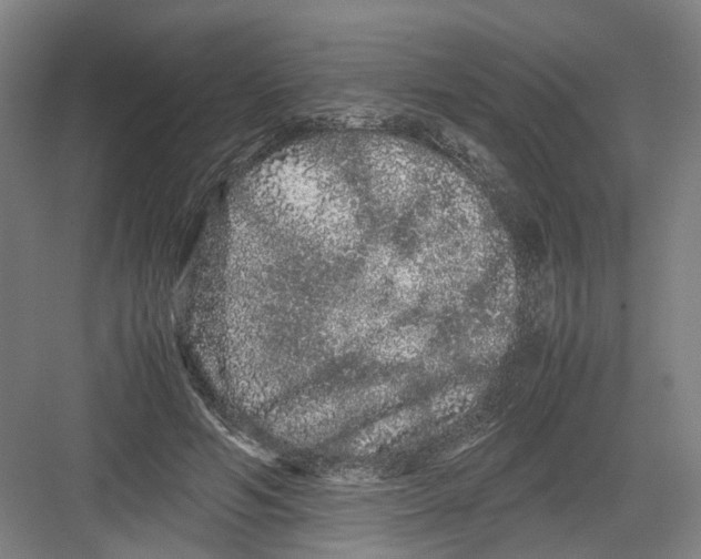 X0000082200594200702170020