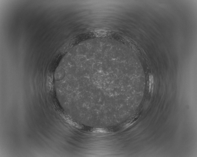 X0000082200610200702170020