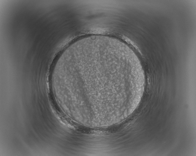 X0000082200682200702170019