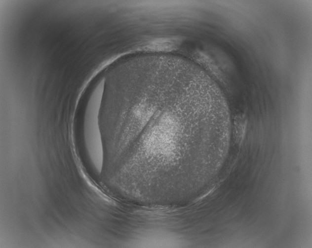 X0000082200726200702170017