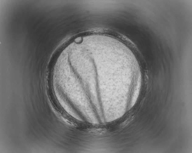 X0000082200730200702170017