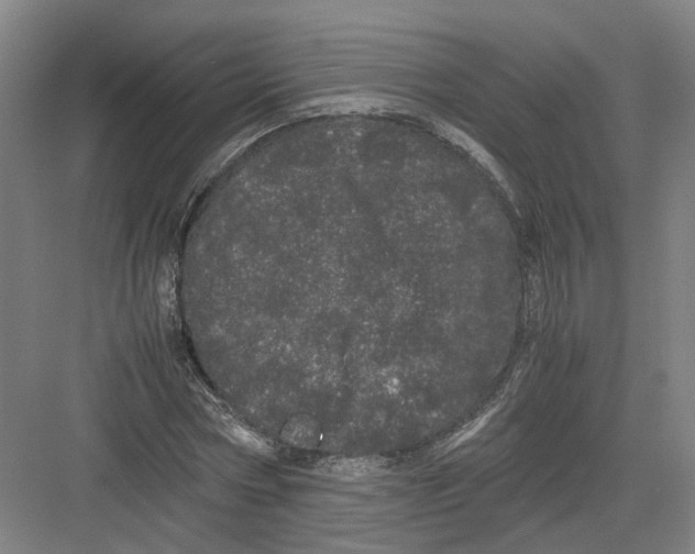 X0000082200778200702170017