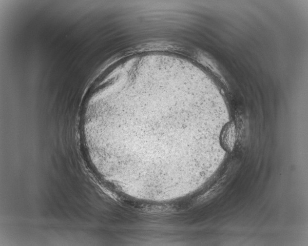 X0000082200786200702170017