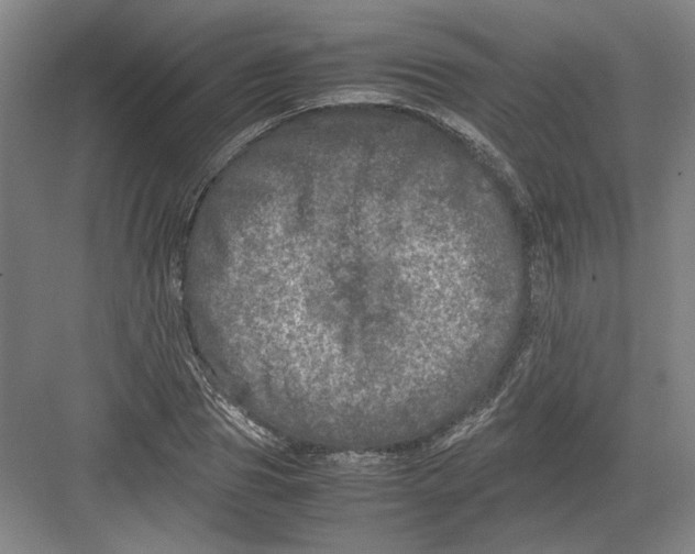 X0000082200929200702170014