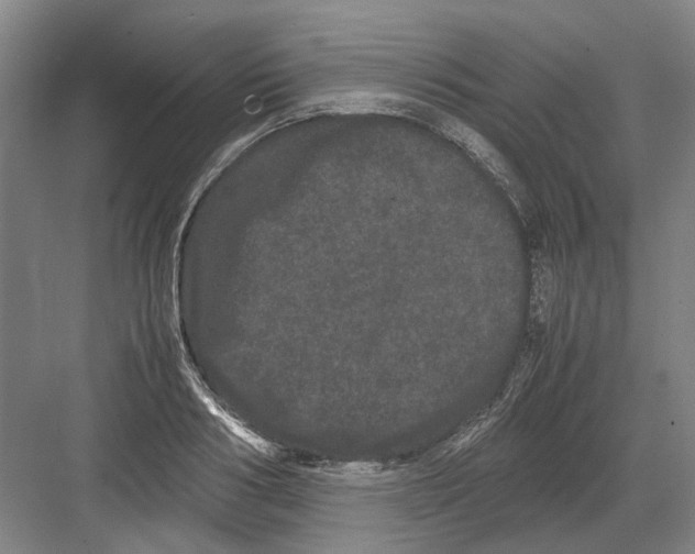 X0000082200986200702170014