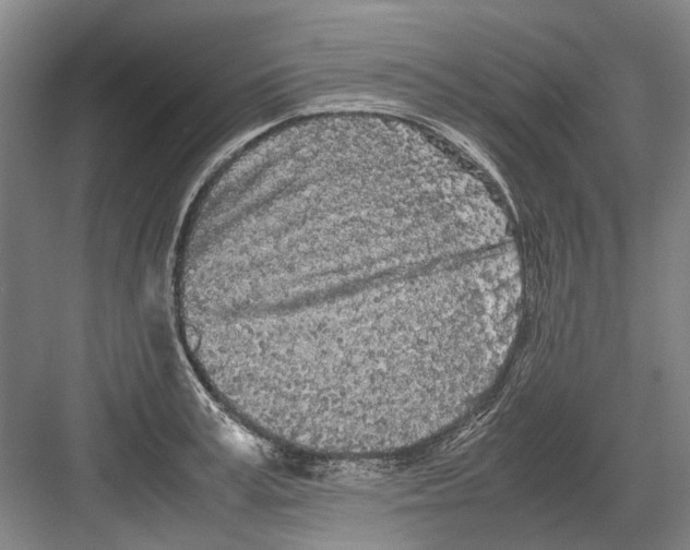 X0000082200995200702170013