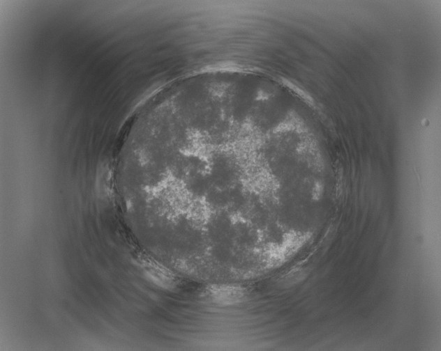 X0000082201258200702170009