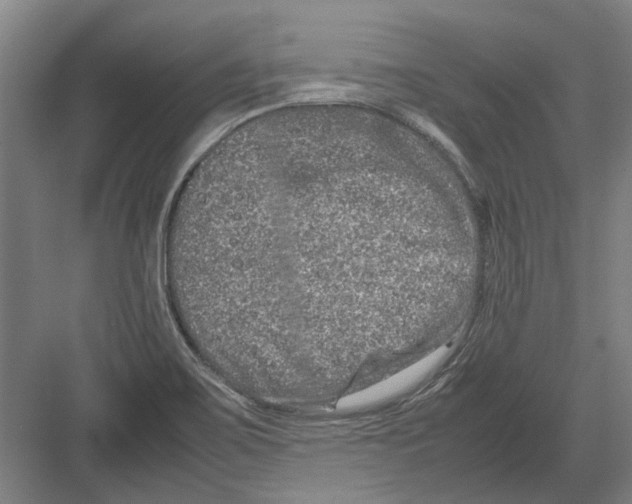 X0000082201467200702170006