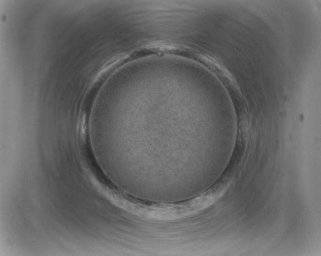 X0000082680024200701261207