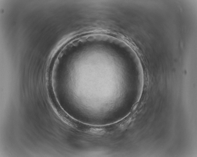 X0000082680055200701261206