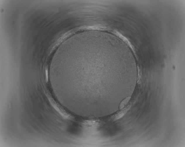 X0000082680061200701261206