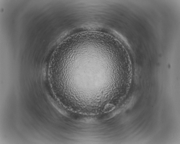X0000082680065200701261206