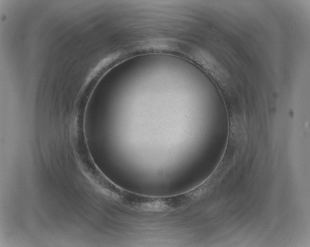 X0000082680112200701261205
