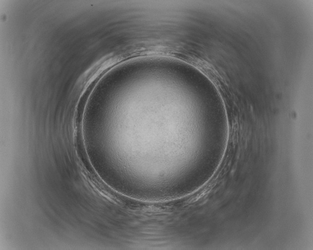 X0000082680290200701261202