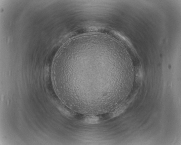 X0000082680369200701261201
