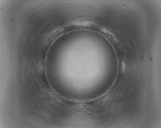 X0000082680966200701261151