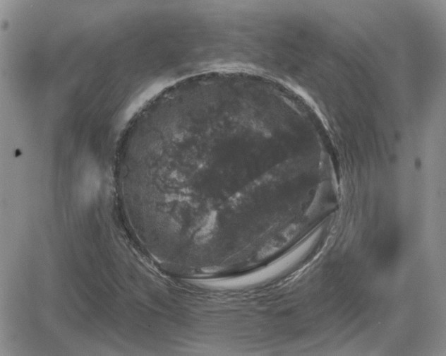 X0000082681263200701261147