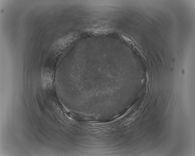 X0000082681300200701261145