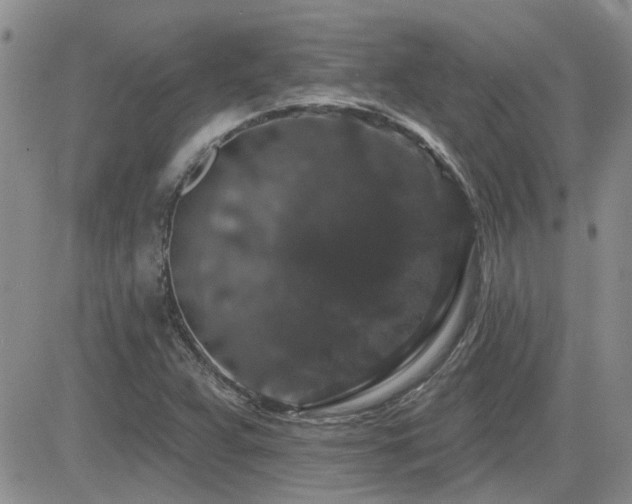 X0000082681359200701261145