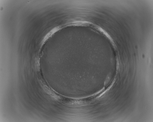 X0000082681362200701261145