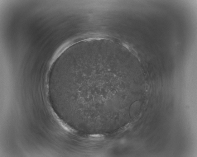 X0000082680053200702021237