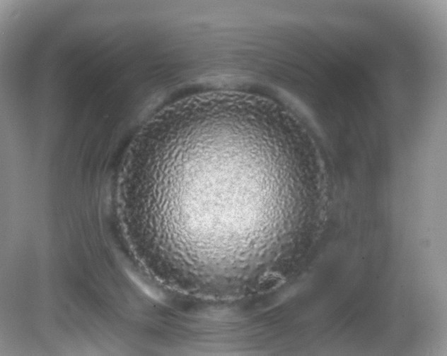 X0000082680065200702021237