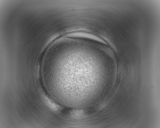 X0000082680110200702021237