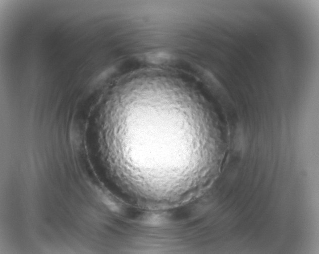 X0000082680569200702021229