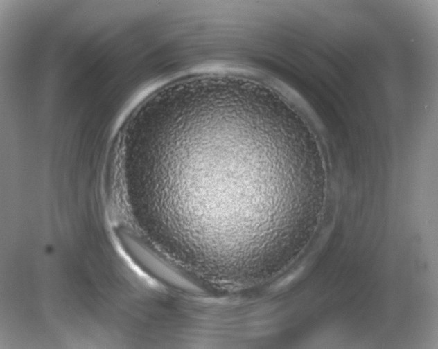 X0000082680855200702021225
